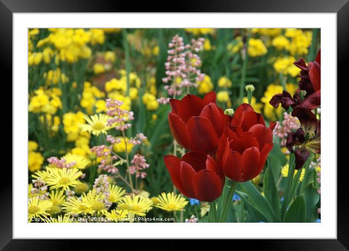 Red Tulips Framed Mounted Print by Chris Day