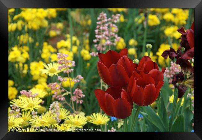 Red Tulips Framed Print by Chris Day