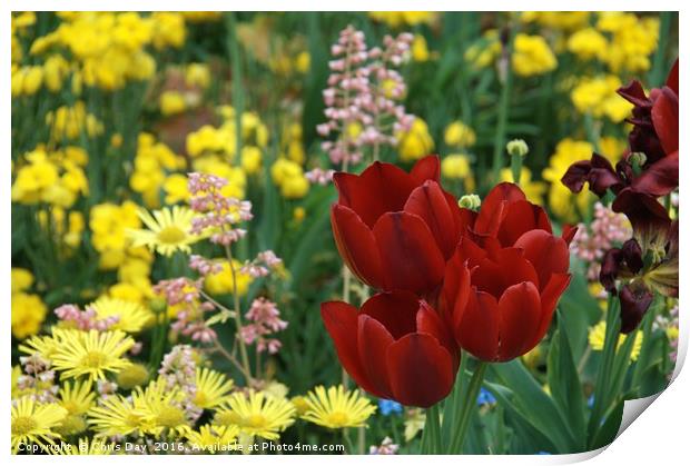 Red Tulips Print by Chris Day