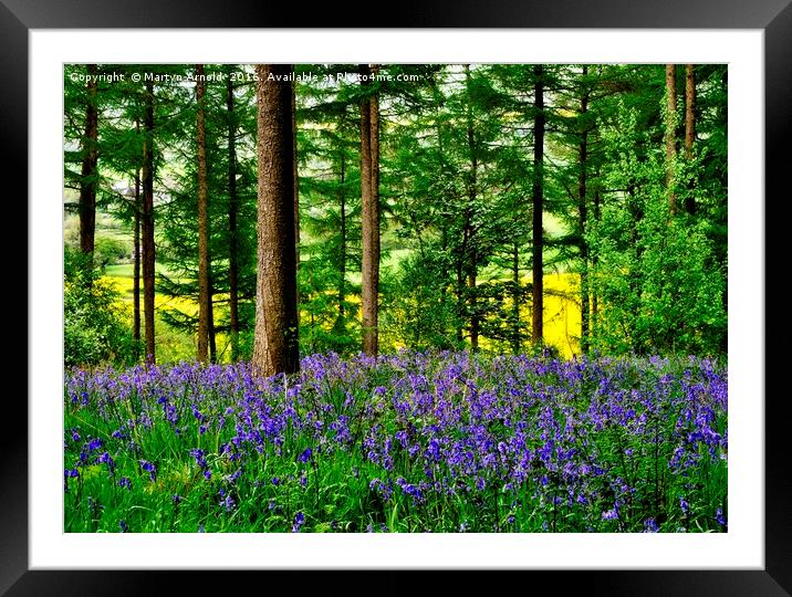 YORKSHIRE BLUEBELL WOODLAND Framed Mounted Print by Martyn Arnold