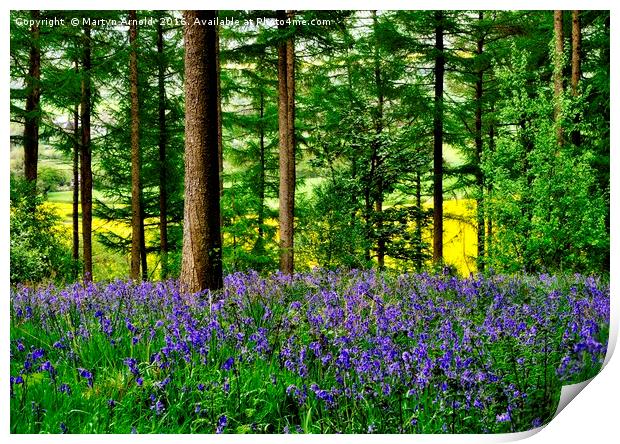 YORKSHIRE BLUEBELL WOODLAND Print by Martyn Arnold