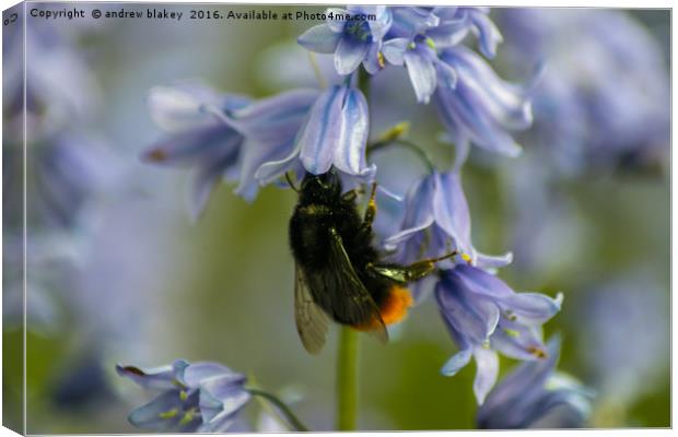 Bee on bluebells Canvas Print by andrew blakey