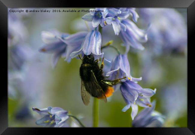 Bee on bluebells Framed Print by andrew blakey