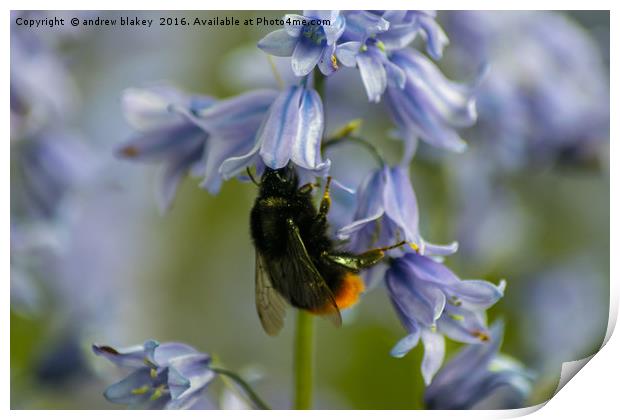 Bee on bluebells Print by andrew blakey