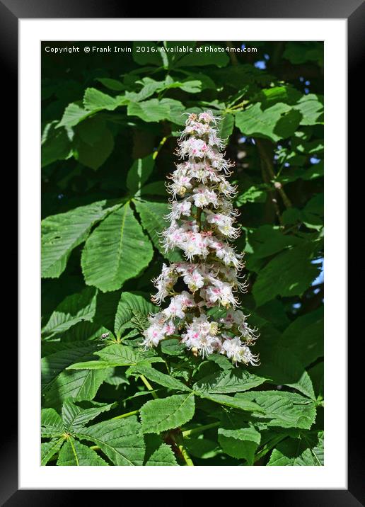 Flower of the Horse Chestnut tree Framed Mounted Print by Frank Irwin