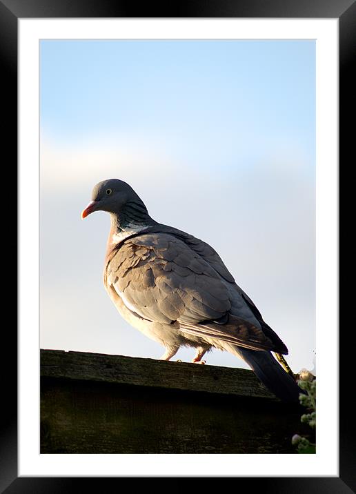 Common Wood Pigeon Framed Mounted Print by Chris Day