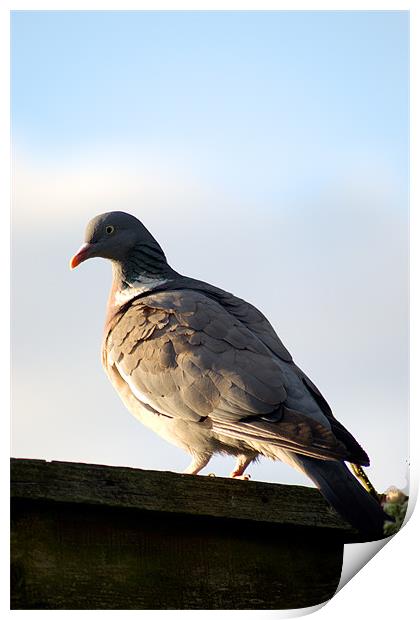 Common Wood Pigeon Print by Chris Day