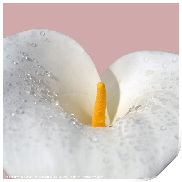 White Lilly Print by Sarah Hawksworth