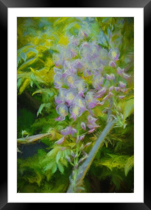 wisteria  Framed Mounted Print by sue davies