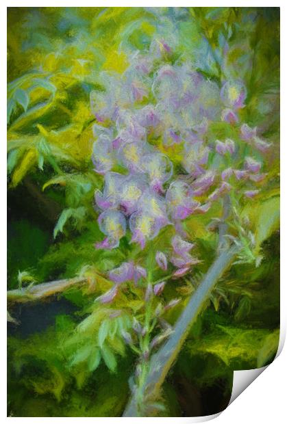 wisteria  Print by sue davies