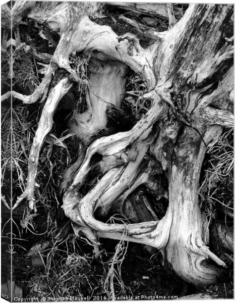 Roots Canvas Print by Stephen Maxwell