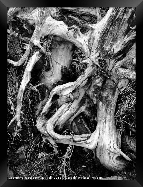 Roots Framed Print by Stephen Maxwell