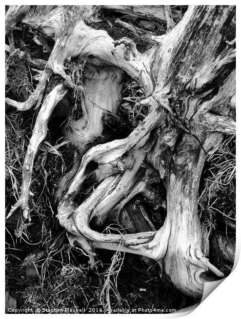 Roots Print by Stephen Maxwell