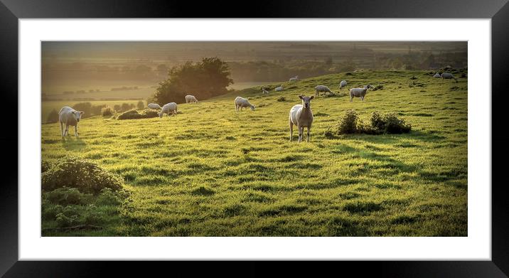 Grazing at sunset Framed Mounted Print by Jon Fixter