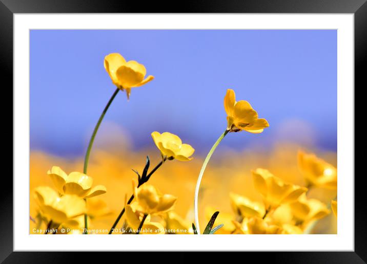Buttercups in spring Framed Mounted Print by Piers Thompson