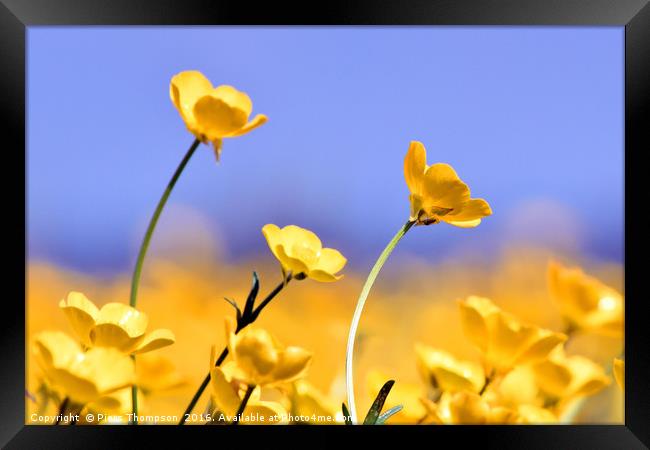 Buttercups in spring Framed Print by Piers Thompson