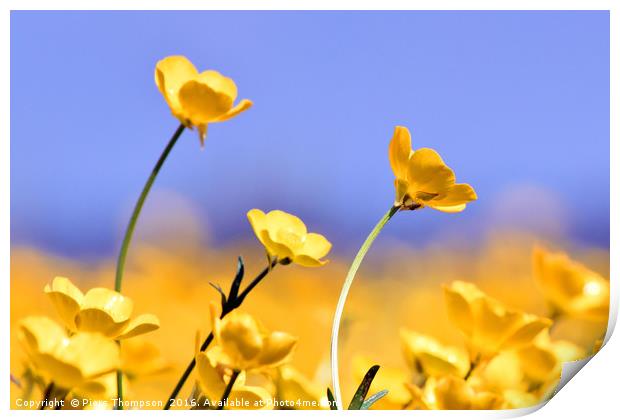 Buttercups in spring Print by Piers Thompson