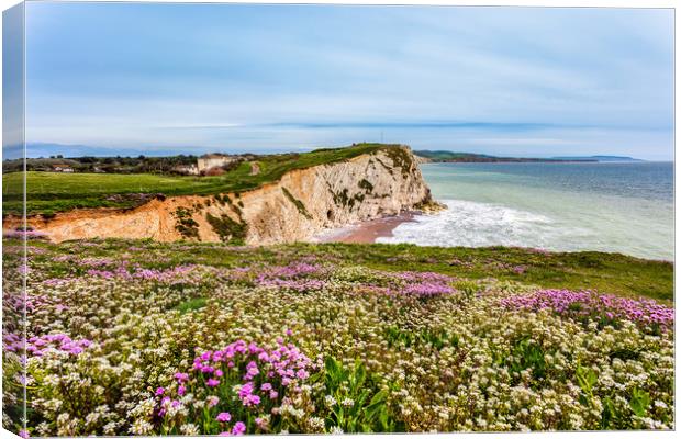 Watcombe Bay Thrift Canvas Print by Wight Landscapes