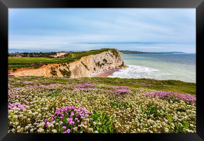 Watcombe Bay Thrift Framed Print by Wight Landscapes
