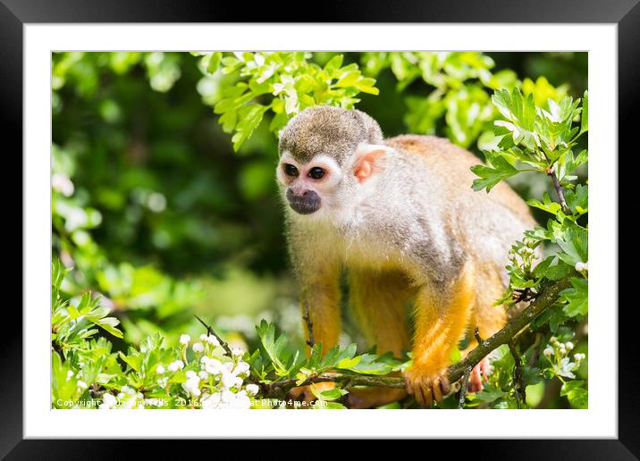 Squirrel monkey preparing to jump Framed Mounted Print by Jason Wells