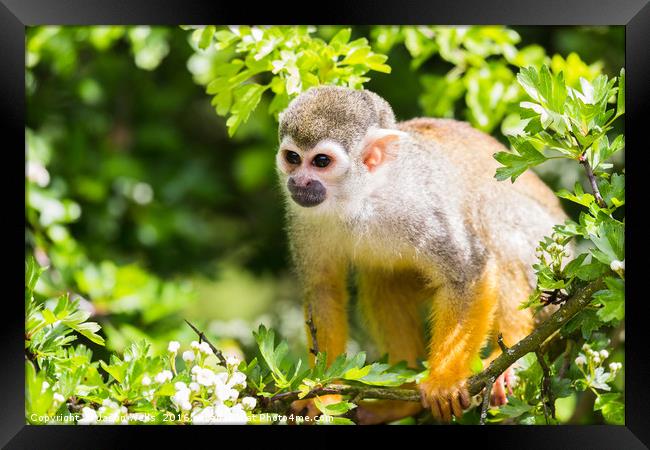 Squirrel monkey preparing to jump Framed Print by Jason Wells