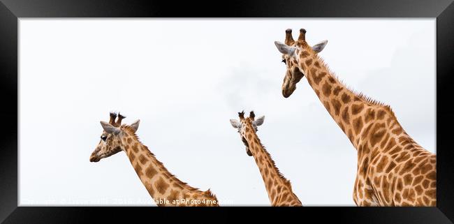 Giraffe trio Framed Print by Jason Wells