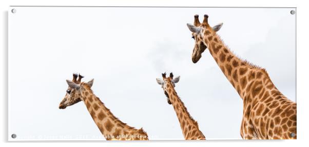 Giraffe trio Acrylic by Jason Wells