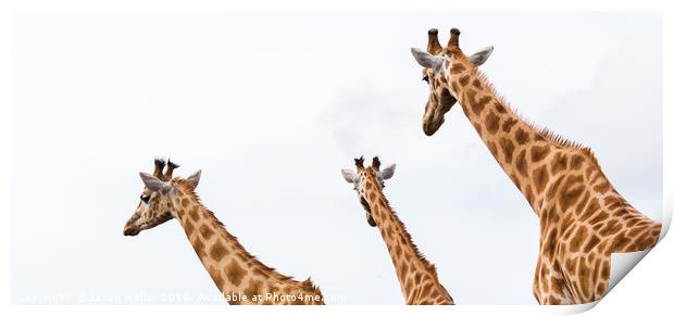Giraffe trio Print by Jason Wells