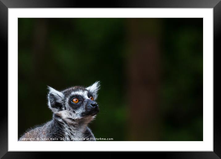 Ring-tailed lemur looking towards the sky Framed Mounted Print by Jason Wells