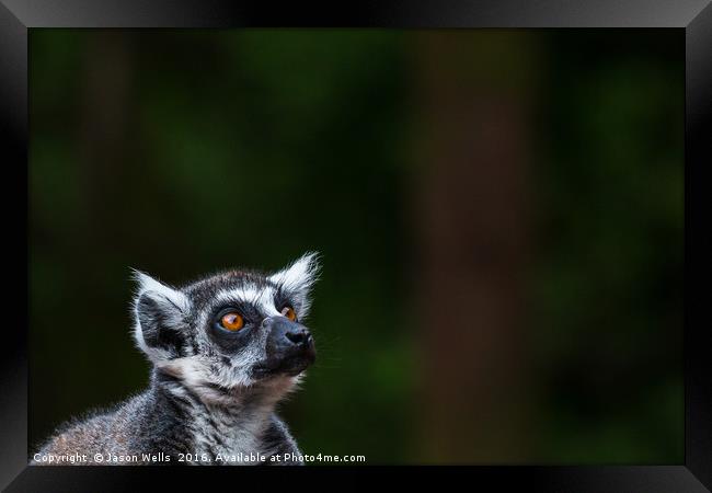 Ring-tailed lemur looking towards the sky Framed Print by Jason Wells
