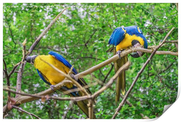 South American Colorful Parrots Print by Daniel Ferreira-Leite