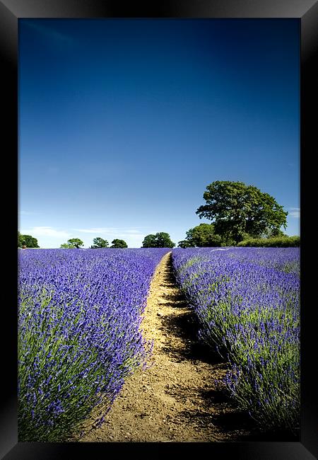 Lavender Fields Framed Print by Dave Hayward