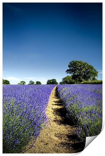 Lavender Fields Print by Dave Hayward