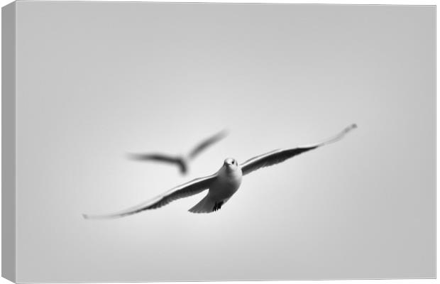 Free As A Seagull Canvas Print by Zuzer Cofie