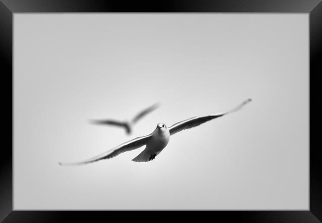 Free As A Seagull Framed Print by Zuzer Cofie