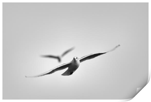Free As A Seagull Print by Zuzer Cofie