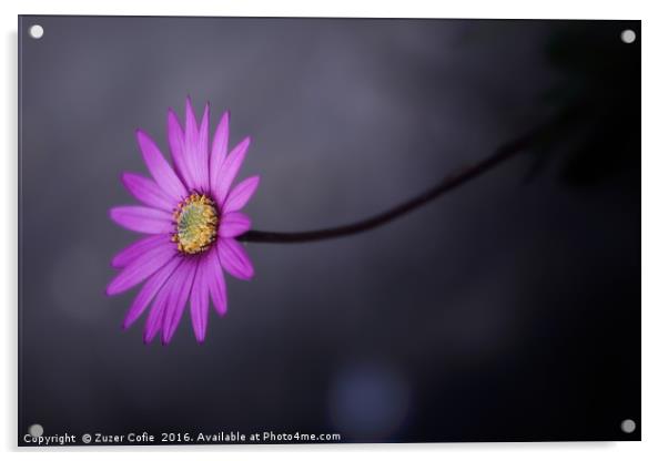 Purple Daisy Acrylic by Zuzer Cofie