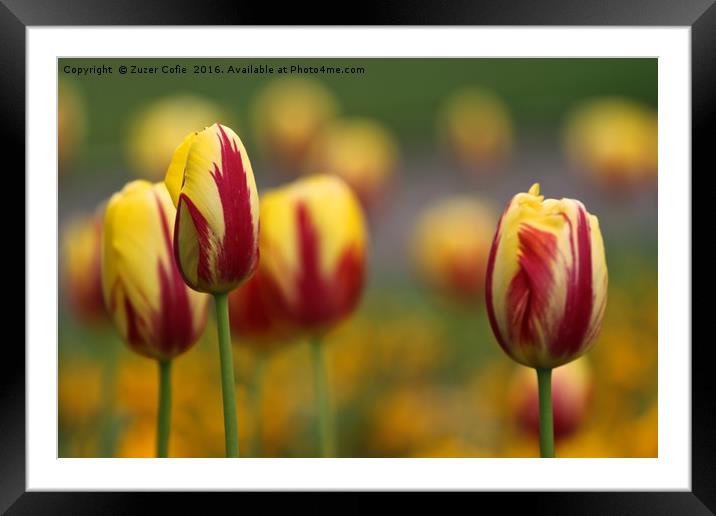 Tulips In A Field Framed Mounted Print by Zuzer Cofie