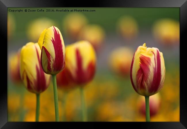 Tulips In A Field Framed Print by Zuzer Cofie