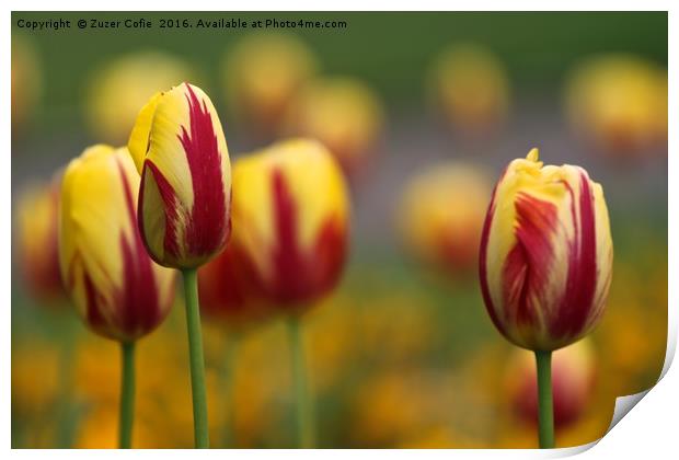 Tulips In A Field Print by Zuzer Cofie