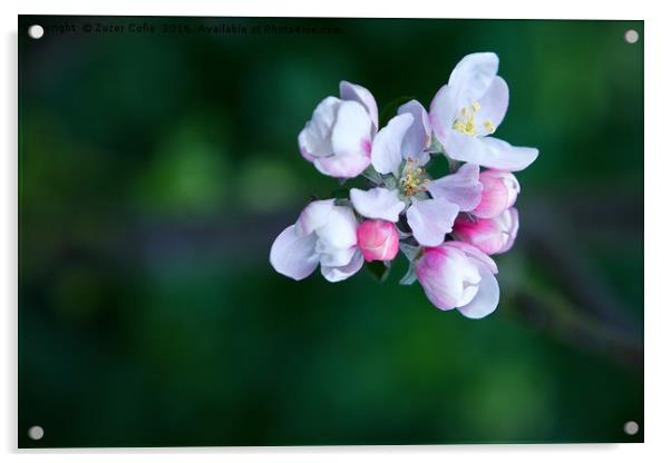 Beautiful Blossom Acrylic by Zuzer Cofie