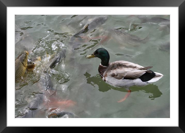 Mallard duck Framed Mounted Print by Igor Krylov