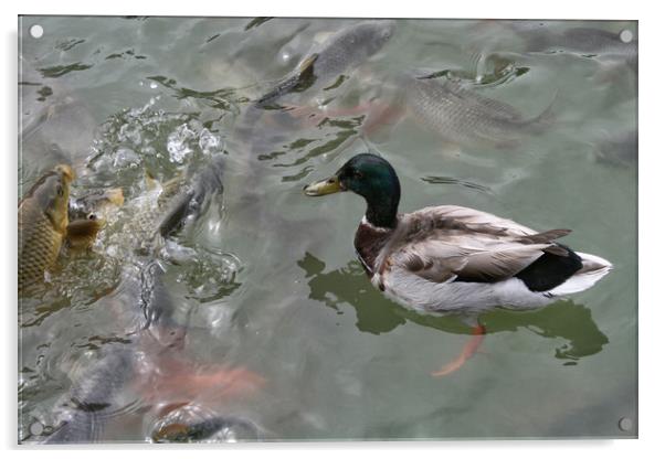 Mallard duck Acrylic by Igor Krylov