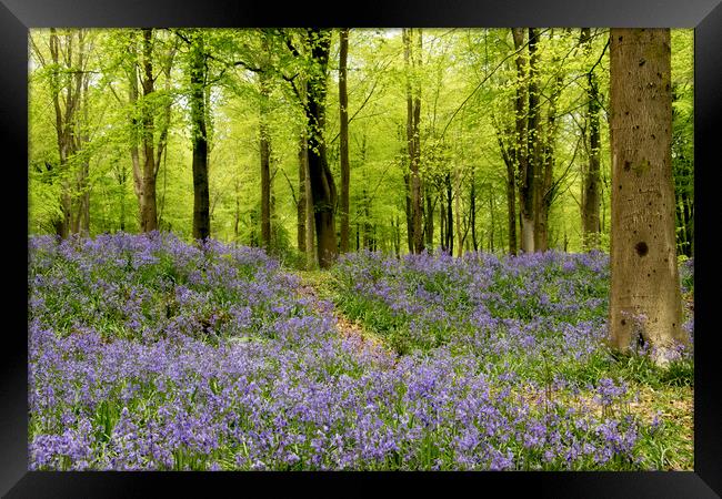 Bluebells galore Framed Print by Val Saxby LRPS