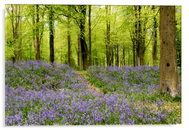 Bluebells galore Acrylic by Val Saxby LRPS