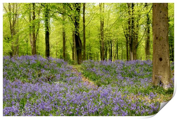 Bluebells galore Print by Val Saxby LRPS