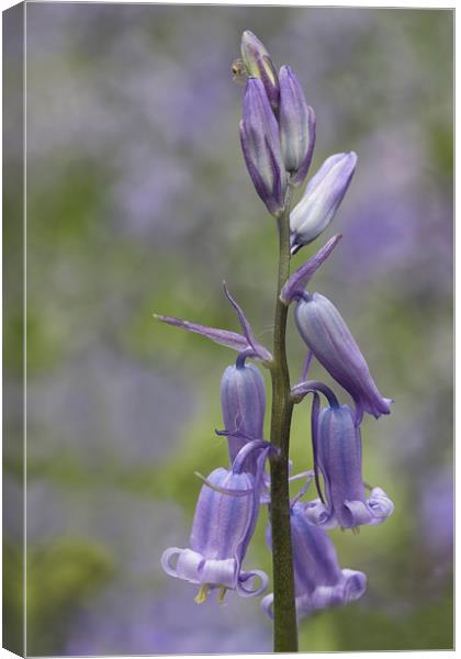 Bluebell Canvas Print by Val Saxby LRPS