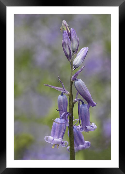 Bluebell Framed Mounted Print by Val Saxby LRPS