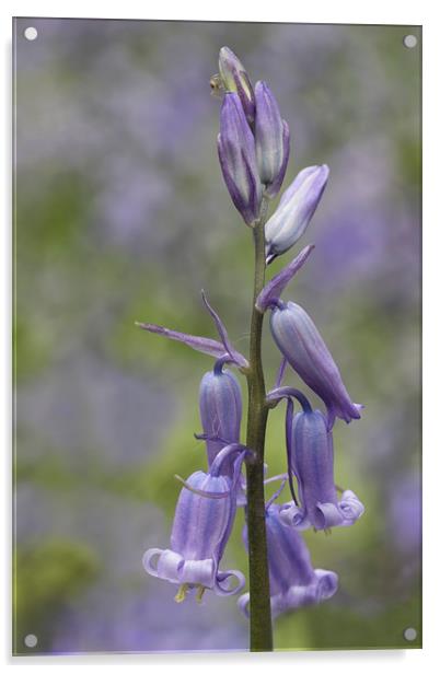 Bluebell Acrylic by Val Saxby LRPS