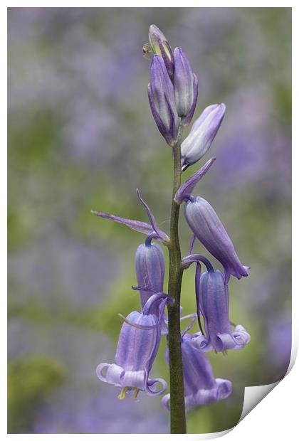Bluebell Print by Val Saxby LRPS